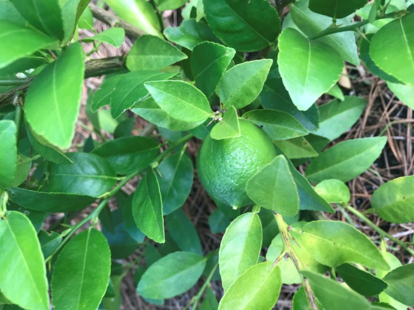 Key lime is an acidic type of citrus.