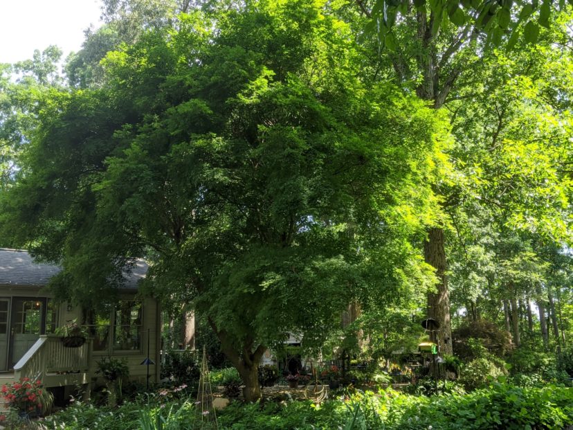 “Mother Maple” (Acer palmatum) leafed out in her summer dress.