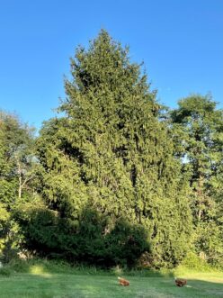 Norway spruce, (Picea abies)