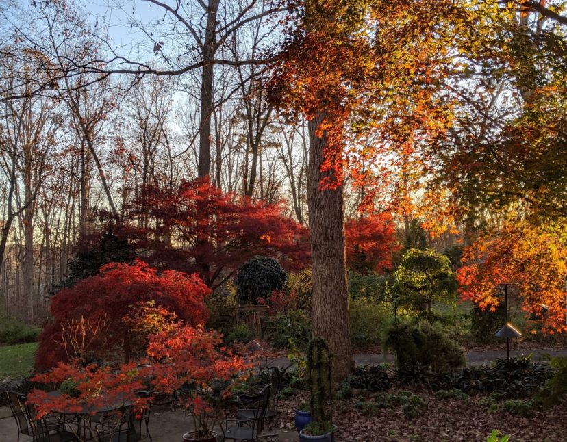 Over 30 different species and cultivars of Japanese Maples are planted in the Crooked Trail Farm landscape.