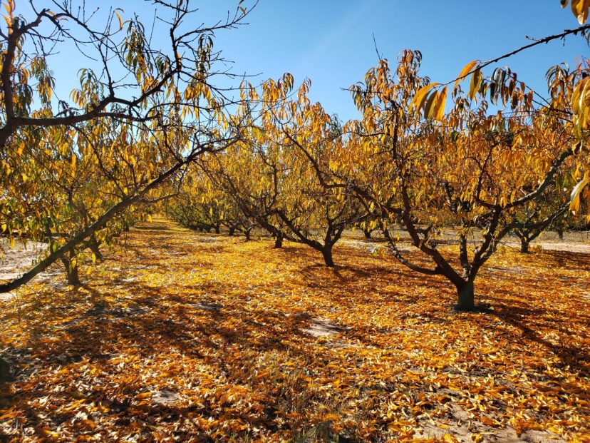 Peach trees with fall color.