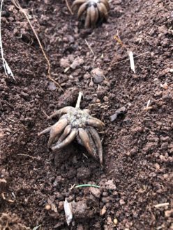 Planting ranunculus 2-3 inches deep.