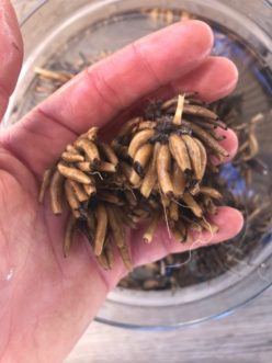 Ranunculus corms after soaking.
