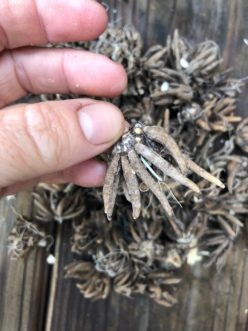 Ranunculus corms before soaking.