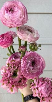 Ranunculus La Belle ‘White Picotee’ and Pon-Pon ‘Hermione’ make a fun combination together in a bouquet.