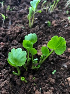 Ranunculus sprouts.