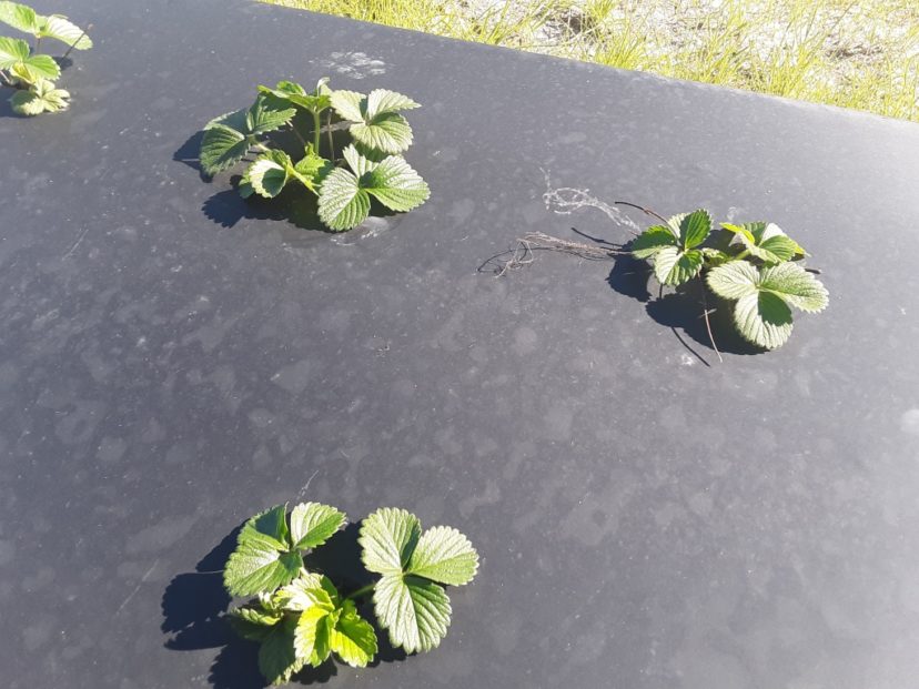 Strawberries are looking pretty good, considering the cool weather and being planted a little late.