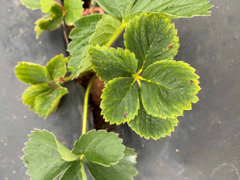 Strawberry leaves with 4 leaflets are ok if seen occasionally, but it is not normal to see this on every plant.