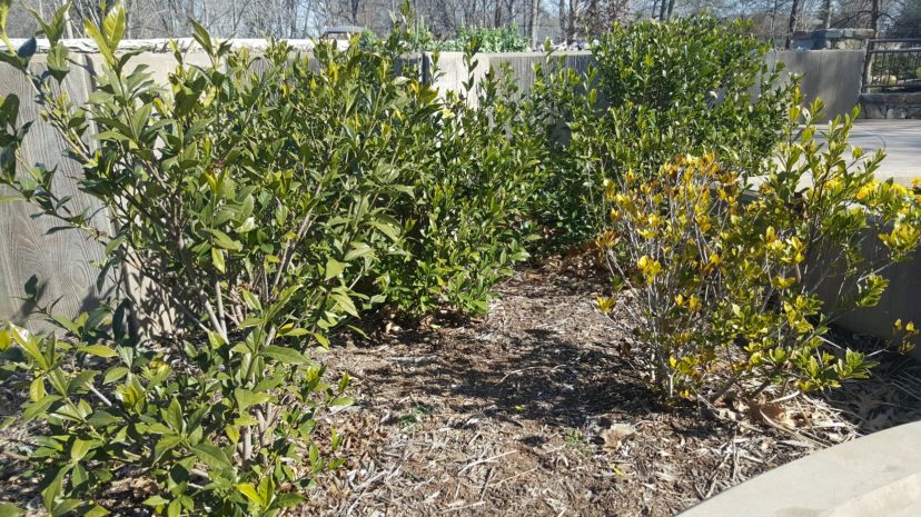 The gardenia to the right is chlorotic and has thinning growth because it is planted too deeply.