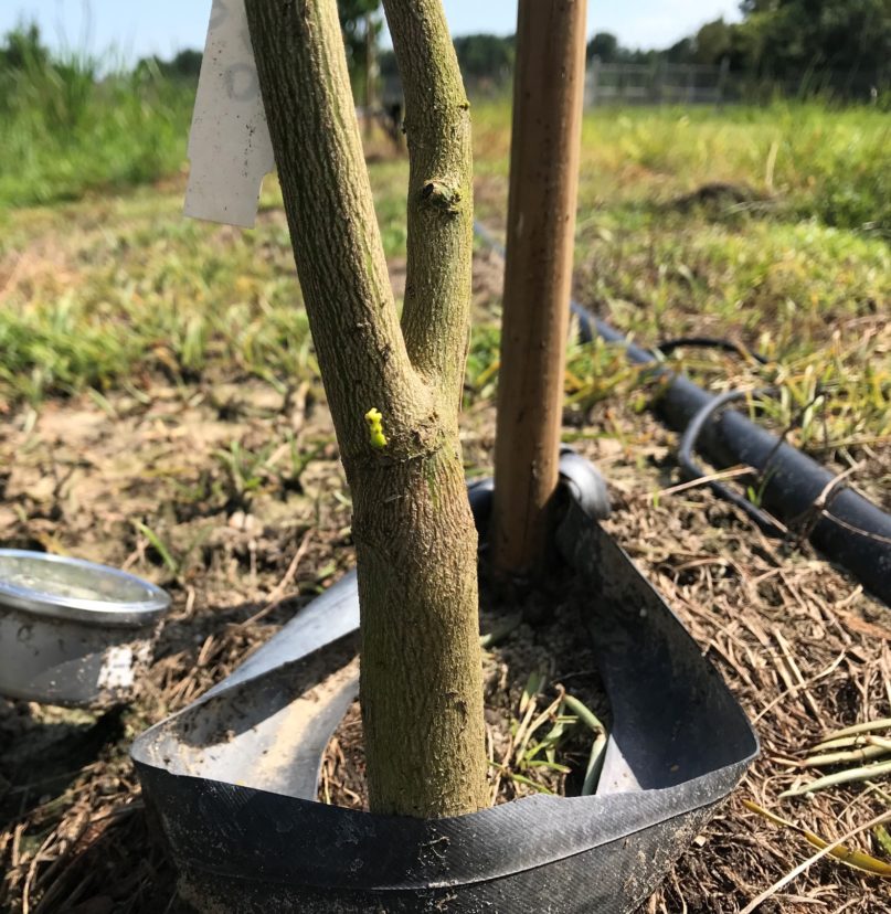 The most important part of the tree to protect if nothing else can be protected is the graft union.