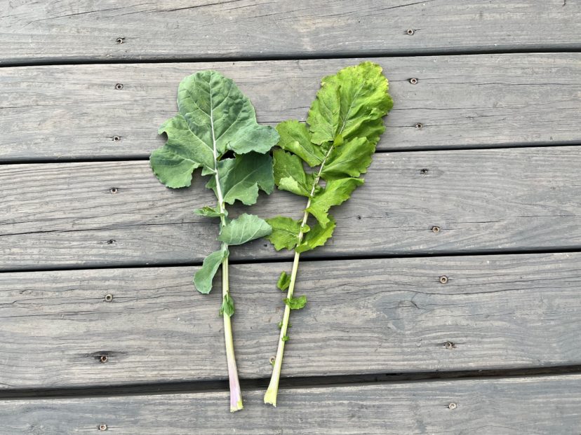 The rutabaga leaf (left) appears bluish-green when compared to the turnip leaf (right). 