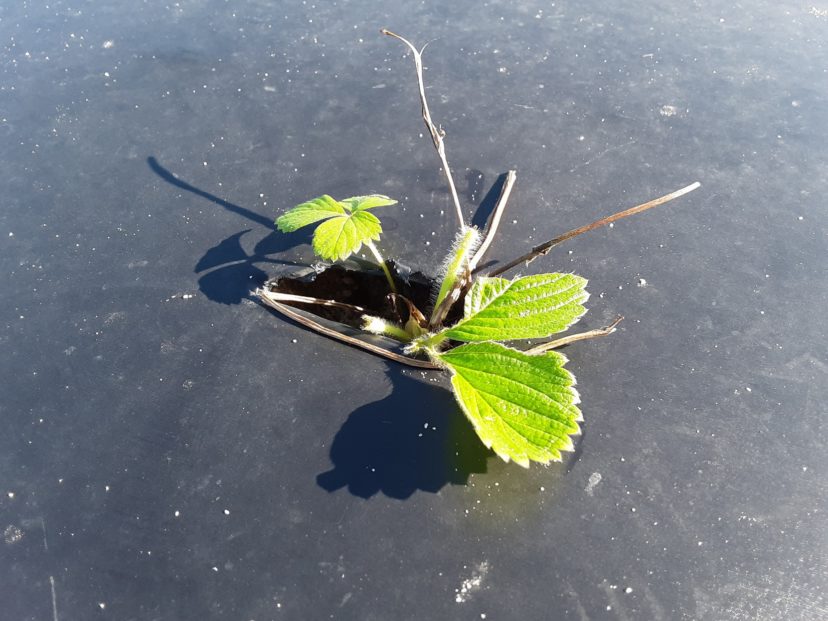 This plant just barely had enough time to push out a couple of new leaves before the deer found it.