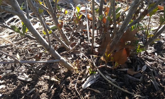 Getting to the Root of Plant Problems