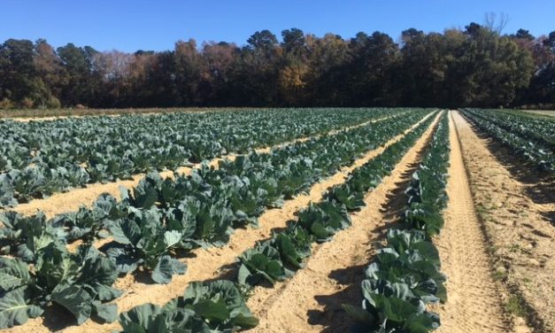 SC Fruit and Vegetable Field Report – November 29, 2021