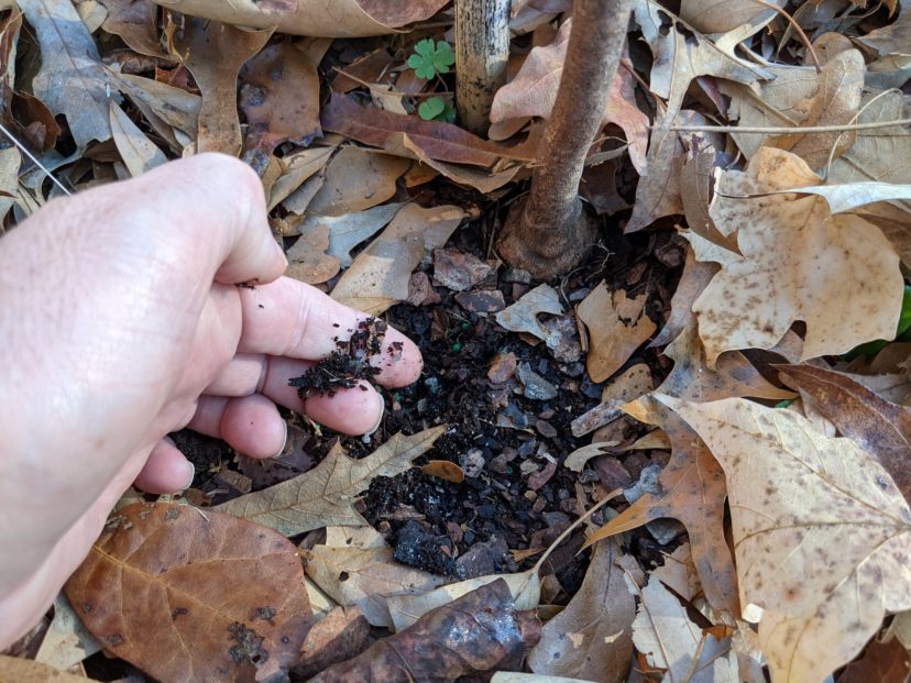 A picture containing fungus, rock, meat Description automatically generated