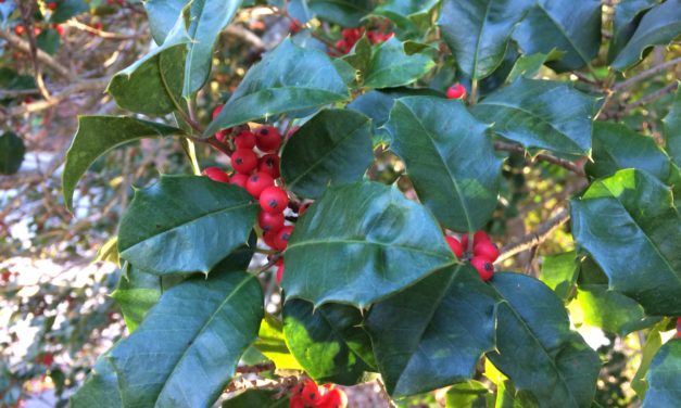 American Holly