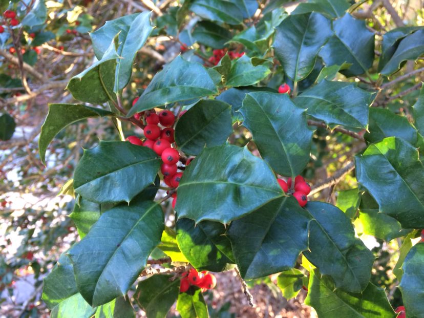 Use American holly for decorating indoors and outdoors. The luscious red berries are especially attractive to grouse, quail, wild turkeys and other songbirds.
