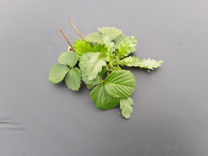 Be sure to remove weeds from the plant holes so they do not outcompete the strawberry plants.