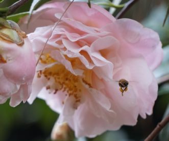 Beekeepers should watch the hive entrance for foragers bringing pollen into the hive.