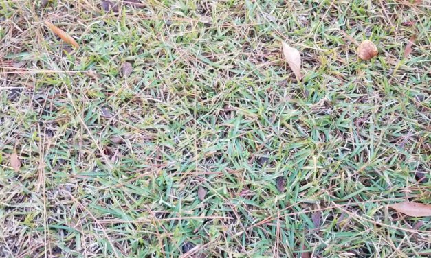 Watering Warm-Season Lawns During Winter