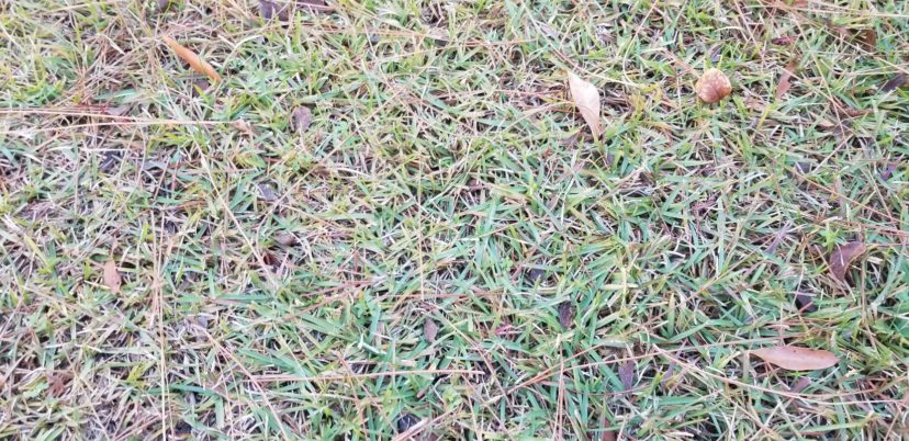 Centipede grass still partially green on 12/3/2021.
