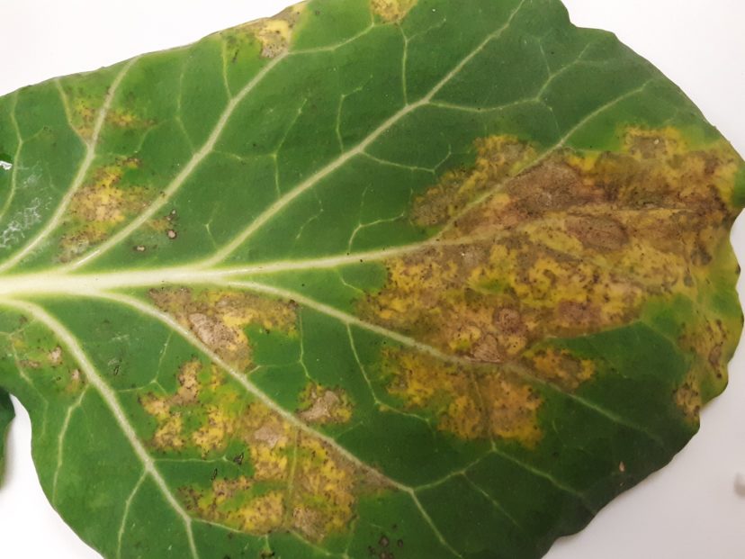 Downy mildew symptoms on the upper side of the collard leaf.