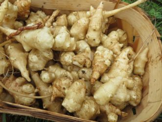 Freshly harvested sunchokes.