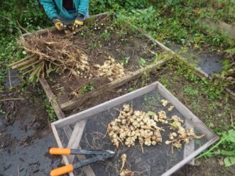 Harvesting sunchokes in November.