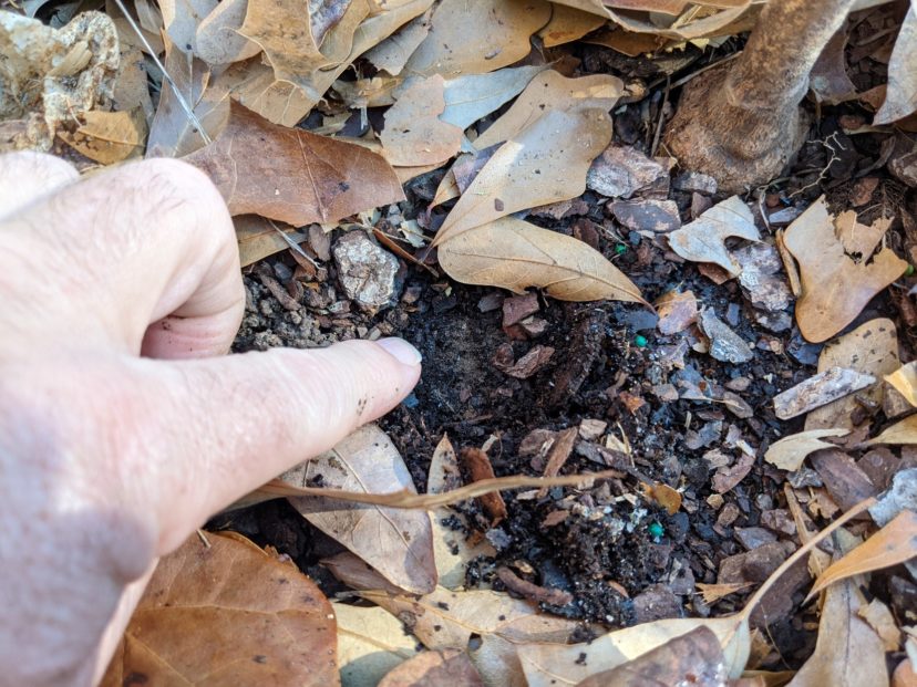Most plants need little to no supplemental water during the winter in South Carolina.
