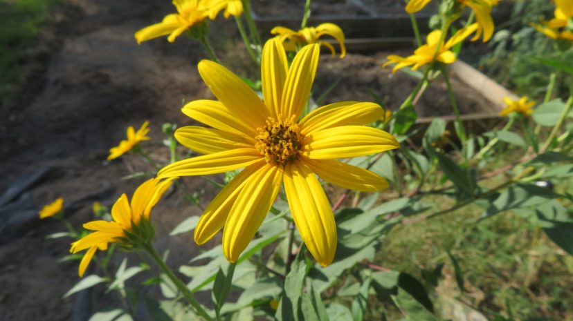 Sunchoke flowers attract pollinating insects in late summer.