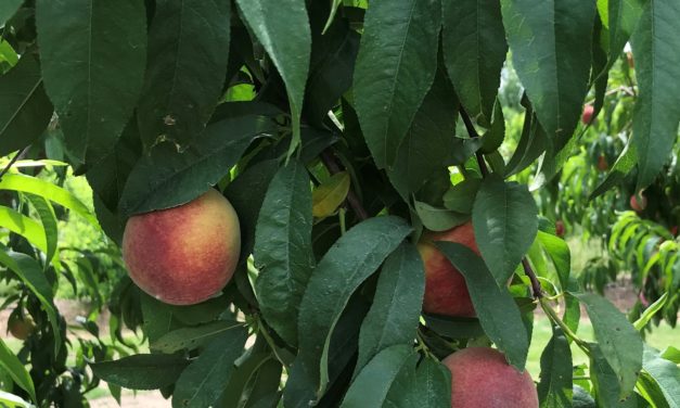 Choosing A Peach Variety for the Backyard