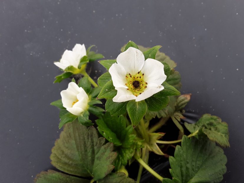 The recent warm weather caused a few plants to develop blooms. As the cold kills these blooms, it will be important to remove them from the plants to keep them from becoming a source of Botrytis inoculum.