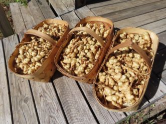 The second year’s harvest yielded 50 pounds of sunchokes from replanted tubers.