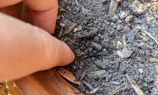 Should I Water My Plants in the Winter?