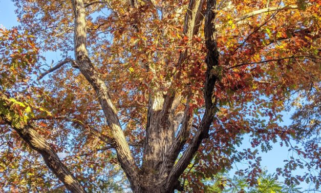 Celebrate the Trees That Make Your World Better