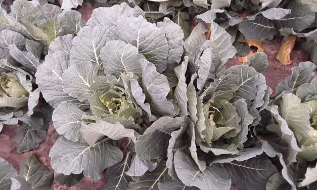 SC Fruit and Vegetable Field Report – December 6, 2021