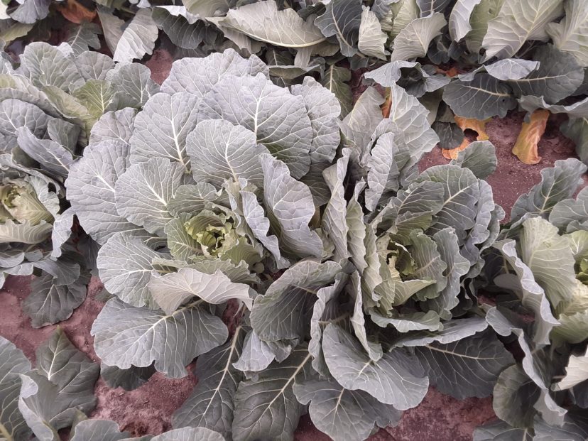 We have some beautiful, healthy collards in the midlands right now.