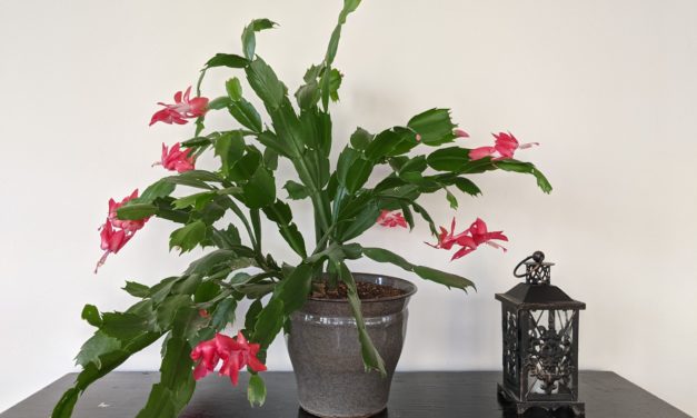This New Year, Try Horticulture!