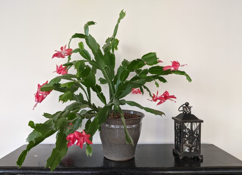 This New Year, Try Horticulture!