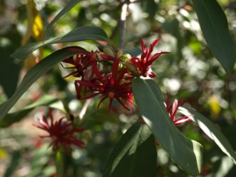 A close up of a flower Description automatically generated with low confidence
