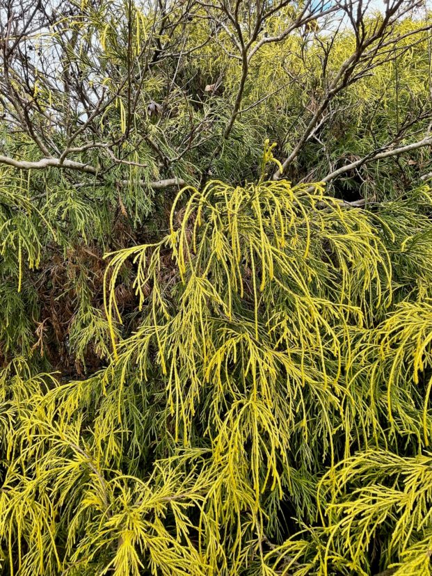 A close-up of some plants Description automatically generated with medium confidence