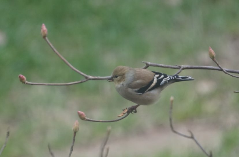 A goldfinch foraging for seeds on a native azalea (Rhododendron austrinum).