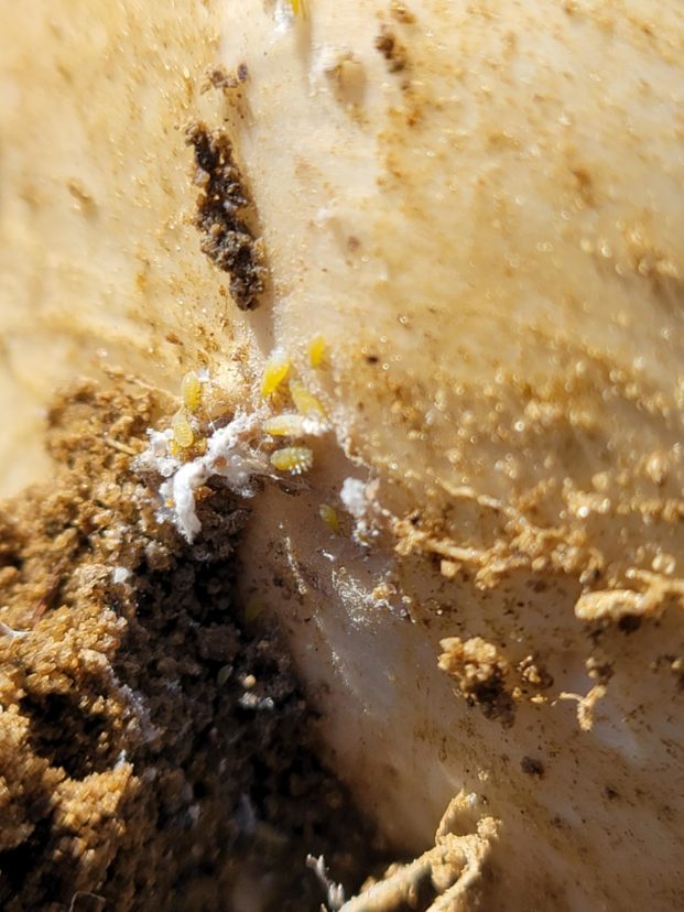 Aphids on turnips at/or below soil level overwintering.