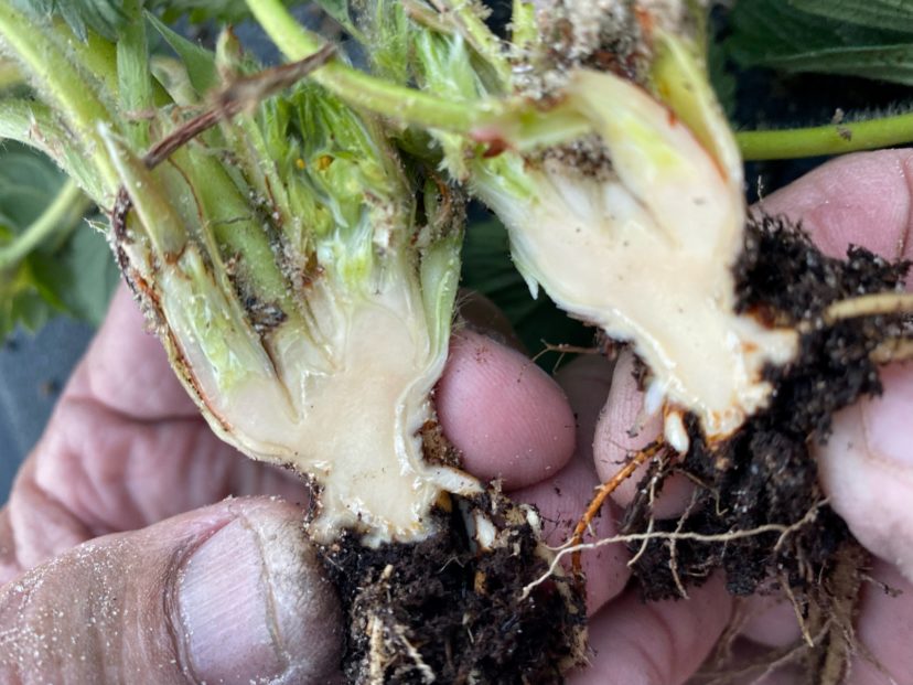 Strawberry Crown that was spared from cold damage.