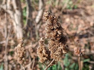 Anise hyssop (Agastache foeniculum) seed heads are another excellent source of nourishment for birds.