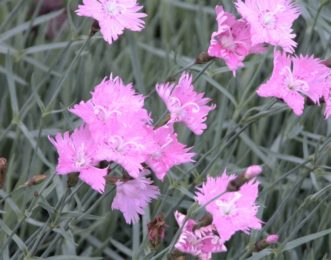 Bath’s Pink Dianthus (Dianthus gratianopolitanus ‘Bath’s Pink’) has single, clove-scented pink flowers on 6 to 8 inch stems.