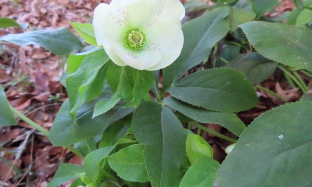 The World of Hellebores
