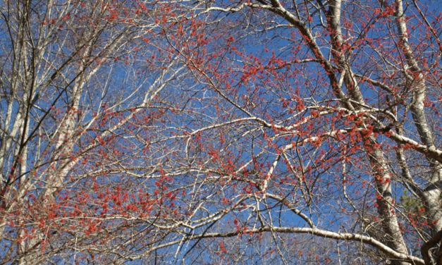 Maple Flowers