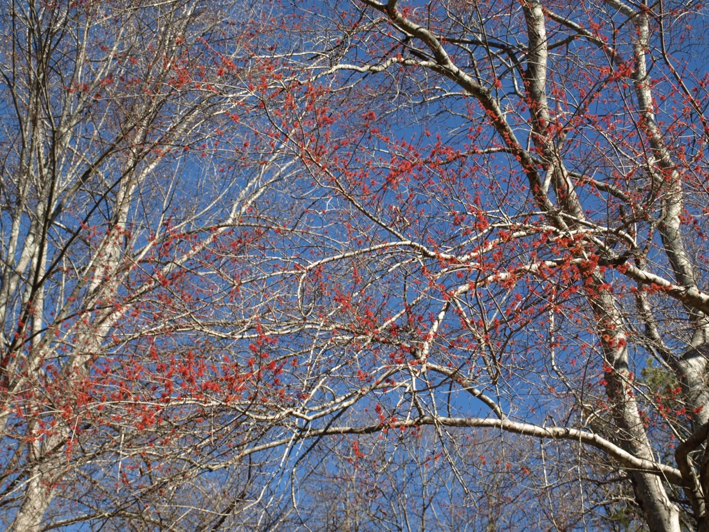 red maple tree flower