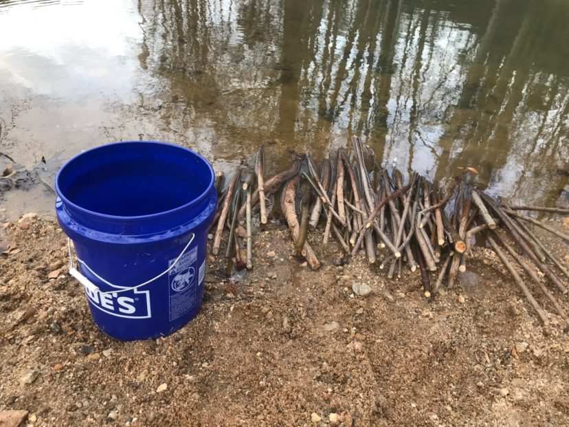 Dormant cuttings from black willow (Salix nigra) and elderberry (Sambucus canadensis) are ready to be installed along a stream riparian area in Greer, SC. This project was in partnership with the City of Greer and Upstate Forever and was supported by a 319 grant from SC DHEC. The livestakes will revegetate the bare and exposed stream banks, ultimately reducing soil erosion into the stream.